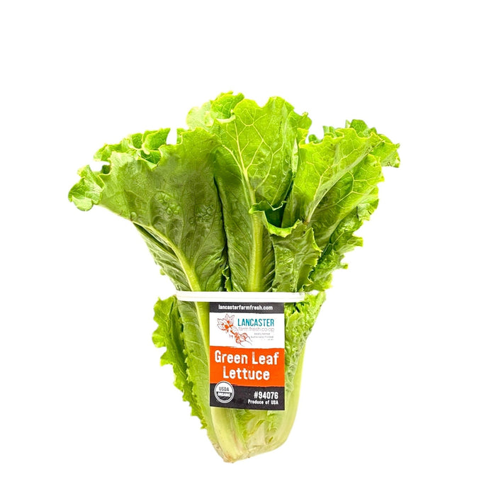 Cal-Organic Green Leaf Lettuce 1 Bunch