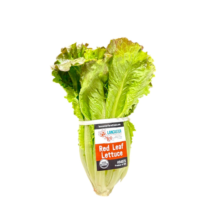 Cal-Organic Red Leaf Lettuce 1 Bunch