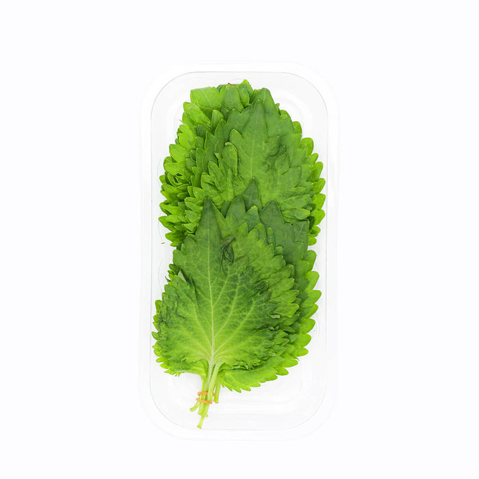 Shiso Leaf