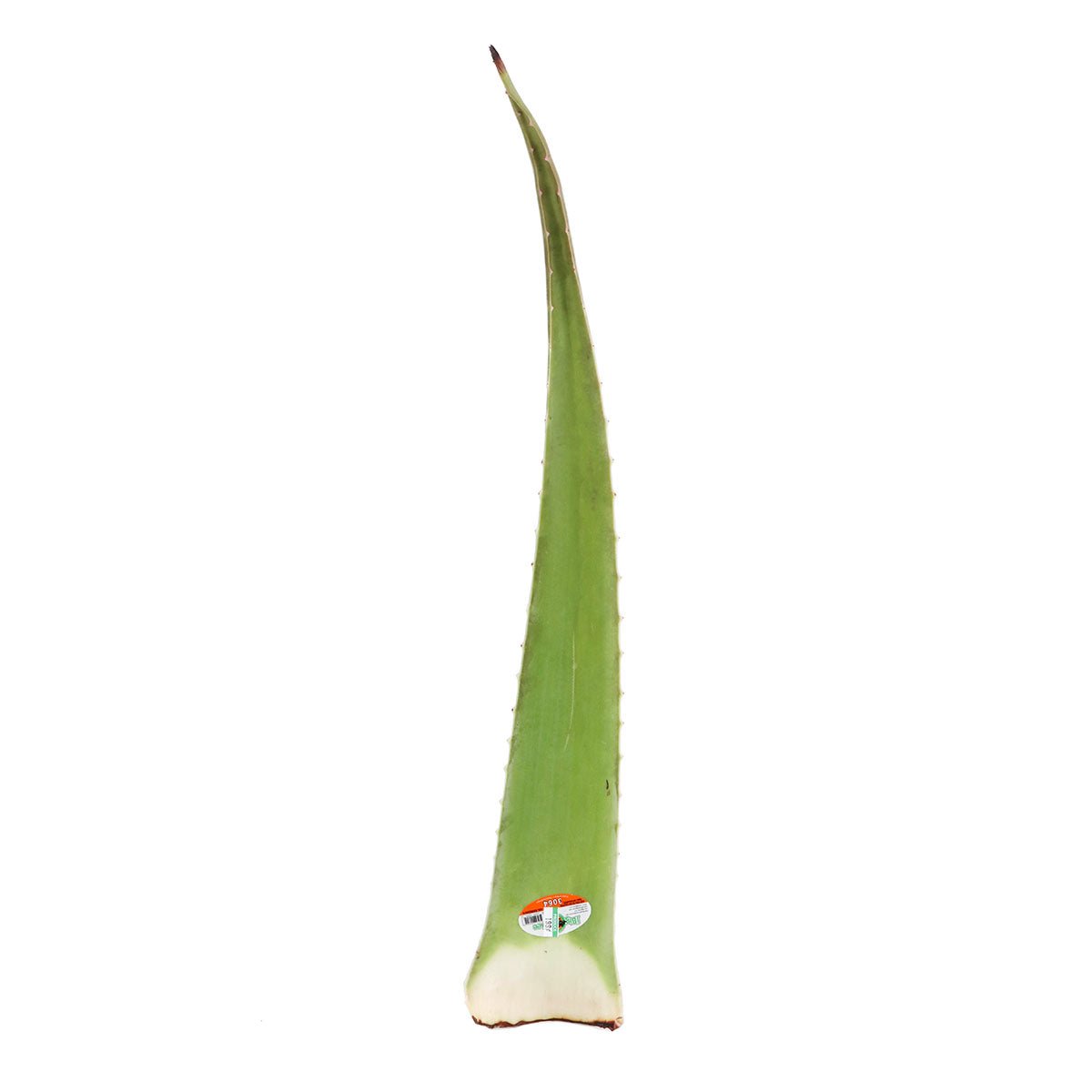 aloe vera plant at walmart Aloe Vera Leaf 1 each