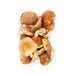 Organic Shiitake Mushroom - H Mart Manhattan Delivery